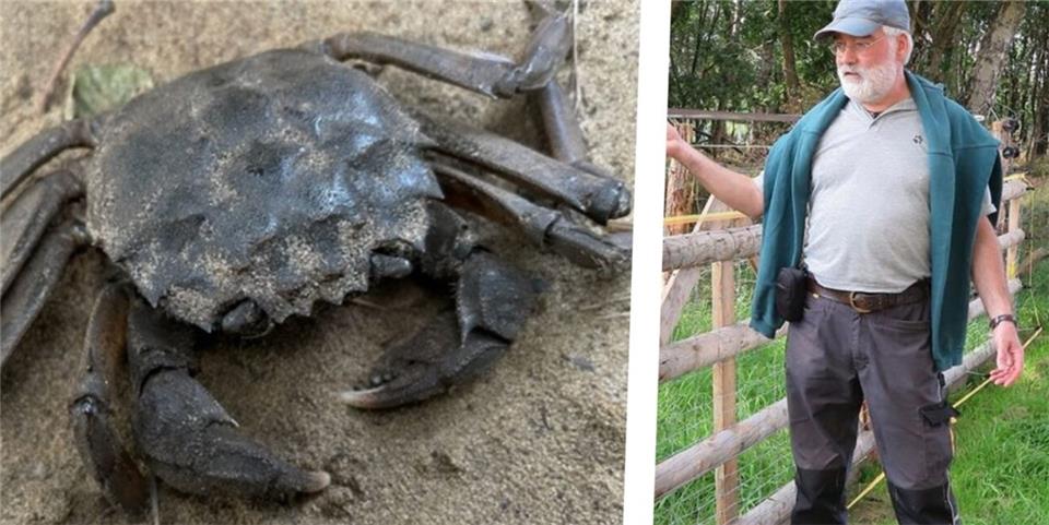 Mehrere dieser Krabben hat das Paar in Damm gefunden.