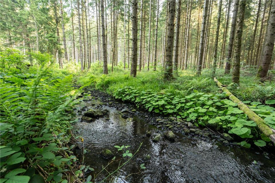 Mehrere hundert Liter Diesel sind in der Oberpfalz in einen Bachlauf geflossen. (Symbolbild)Silas Stein/dpa