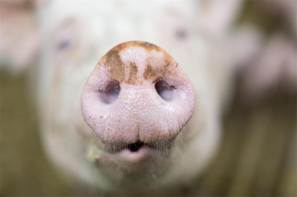 Mehrerer hundert Schweine, darunter auch Ferkel, sollen laut Polizei bei dem Brand gestorben sein. (Symbolbild)Friso Gentsch/dpa