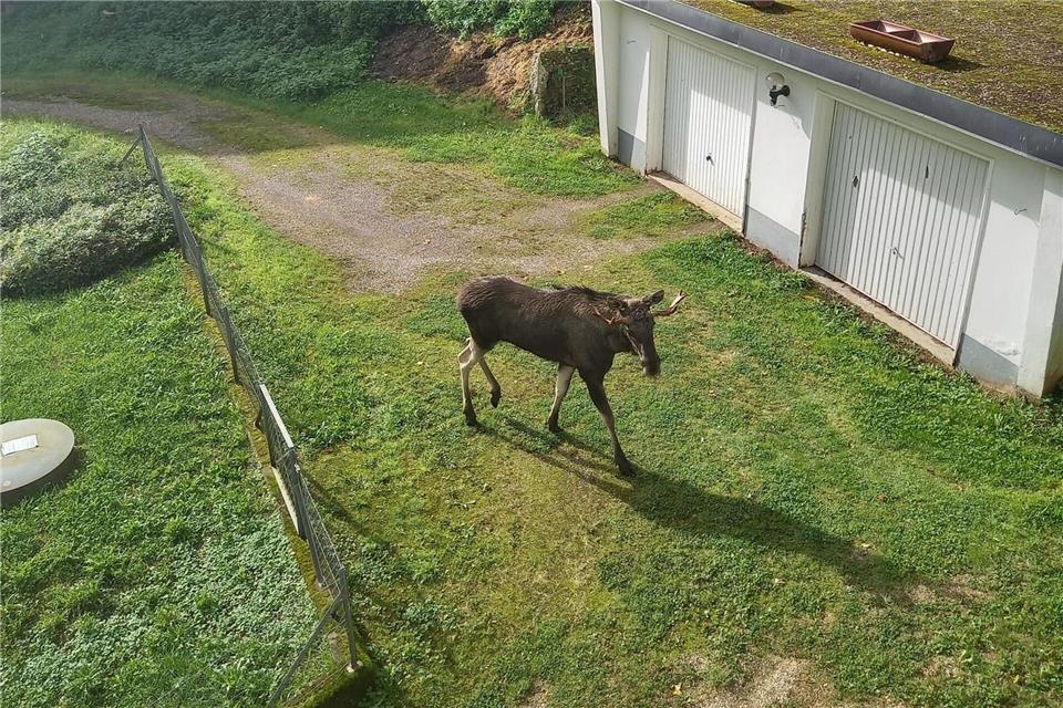 Elch-Tourismus im Wildpark dank Erwin? Mehrfach war Elch Erwin gesichtet und fotografiert worden - wie hier von Anwohnerin Rosi Friske. Rosi Friske/dpa