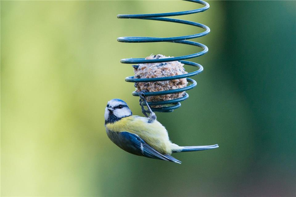 Meisenknödel sind eine gute Futterquelle im Garten - solange sie ohne Plastiknetz auskommen.Uwe Anspach/dpa/dpa-tmn