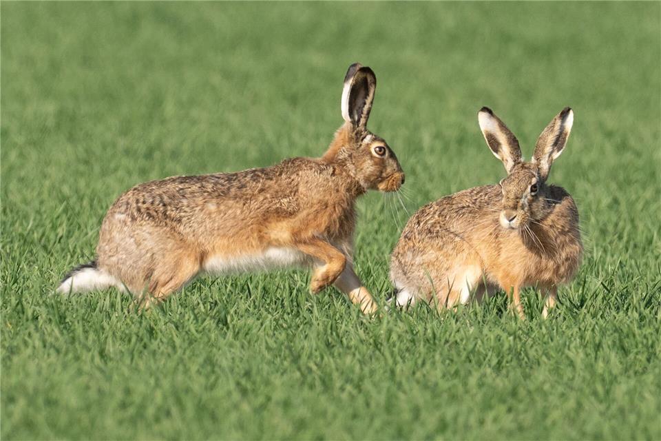 Meister Lampe breitet sich zuletzt wieder in Thüringen aus. (Symbolbild)Boris Roessler/dpa