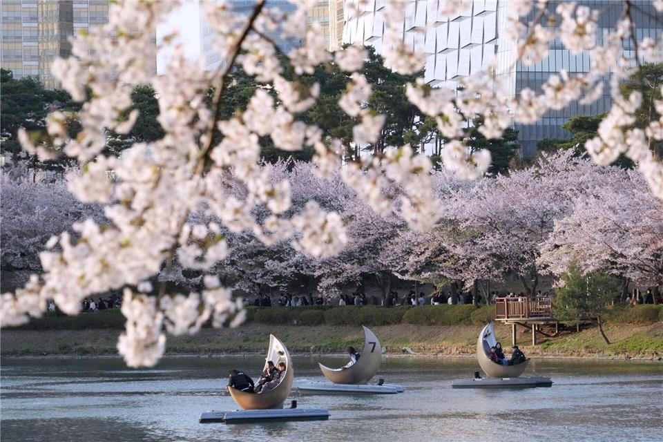 Menschen fahren in Seoul mit Booten in einem Park neben blühenden Kirschblüten.Ahn Young-joon/AP/dpa