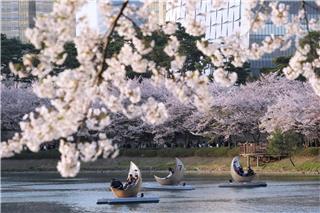 Menschen fahren in Seoul mit Booten in einem Park neben blühenden Kirschblüten.Ahn Young-joon/AP/dpa