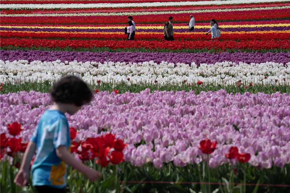 Menschen gehen zwischen Tulpen auf der Wooden Shoe Tulpenfarm im US-Bundesstaat Oregon.Jenny Kane/AP/dpa