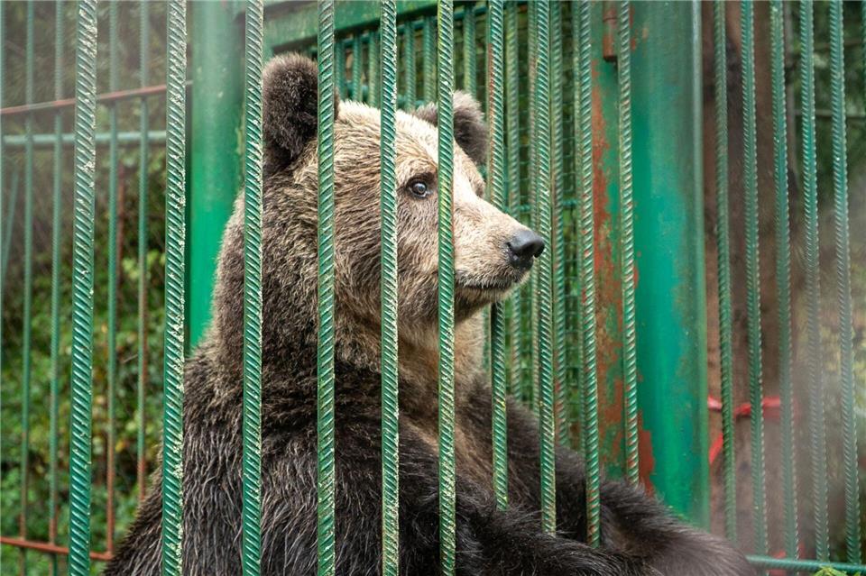Mici ist laut Tierschutzorganisation Vier Pfoten einer der beiden letzten Bären in slowenischer Privathaltung. (Foto-Handout)Timon Hozo/Vier Pfoten/dpa