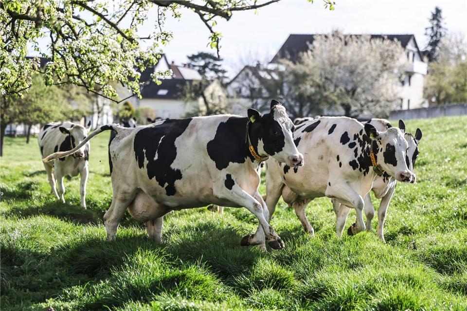 Milchkühe laufen beim ersten Weidegang auf eine Wiese in Leverkusen.Oliver Berg/dpa