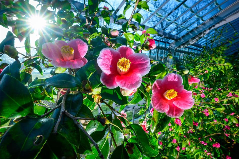 Milde Temperaturen sind für die nächsten Tage vorhergesagt.Patrick Pleul/dpa