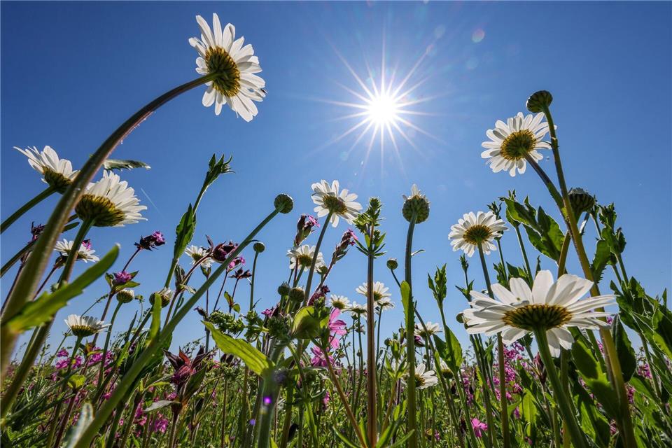 Milde Temperaturen und Sonnenschein erwarten die Menschen in Sachsen, Sachsen-Anhalt und Thüringen.Jan Woitas/dpa