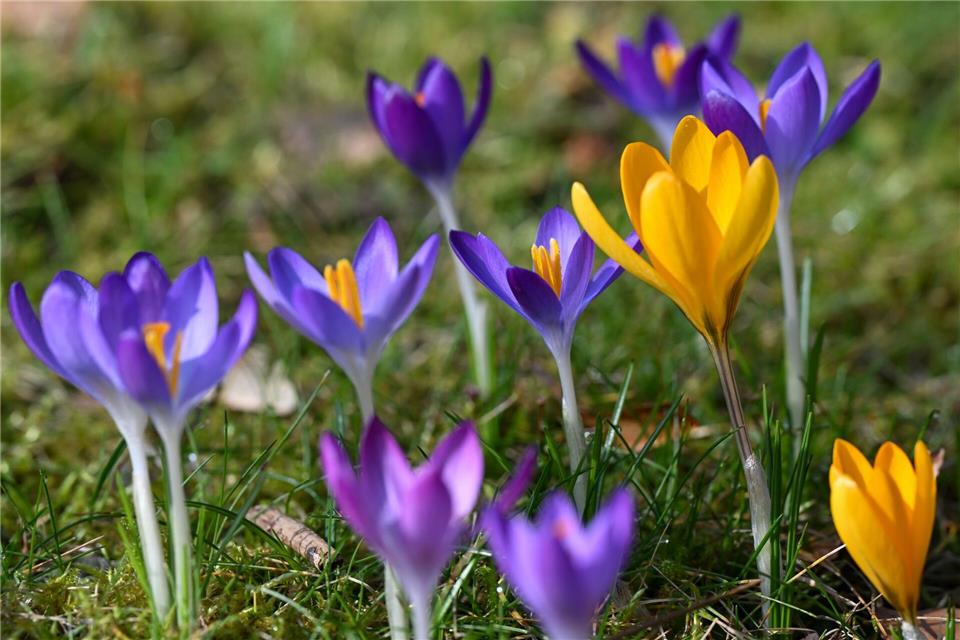 Milder Winter und frühlingshaftes Finale (Symbolbild).Florian Wiegand/dpa