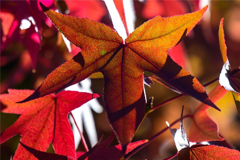 Mildes Herbstwetter erwarten die Meteorologen vom DWD für Sonntag und Montag. (Symbolbild)Hendrik Schmidt/dpa/ZB