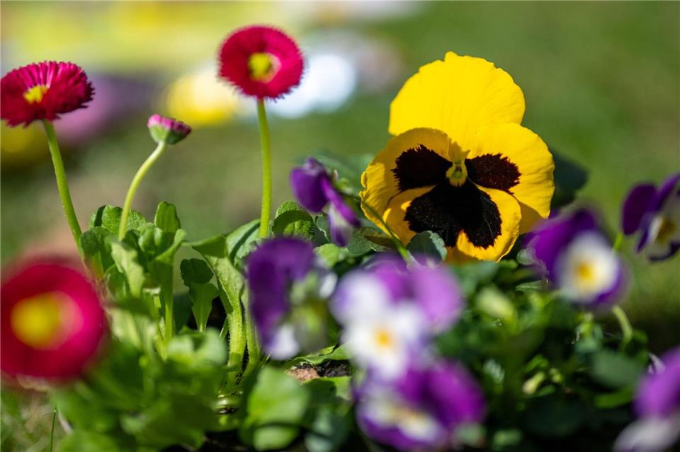 Mildes Wetter, viel Sonnenschein in NRW - nur am Schluss zeigte der Winter im März noch mal seine KrallenMonika Skolimowska/dpa