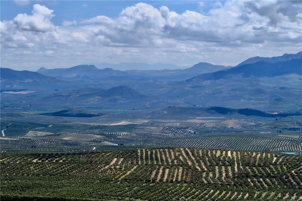 Millionen Olivenbäume in Reih und Glied: In der andalusischen Provinz Jaén liegt das größte Olivenanbaugebiet Europas.Daniela David/dpa-tmn