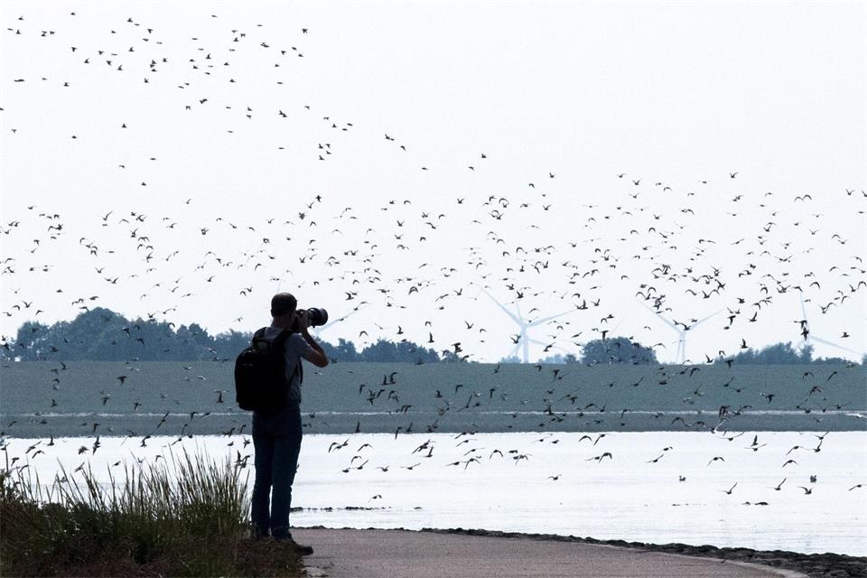 Millionen von Zugvögeln werden in diesen Wochen vor ihrem Weiterflug gen Süden an der niedersächsischen Wattenmeerküste erwartet. (Archivbild)Sina Schuldt/dpa