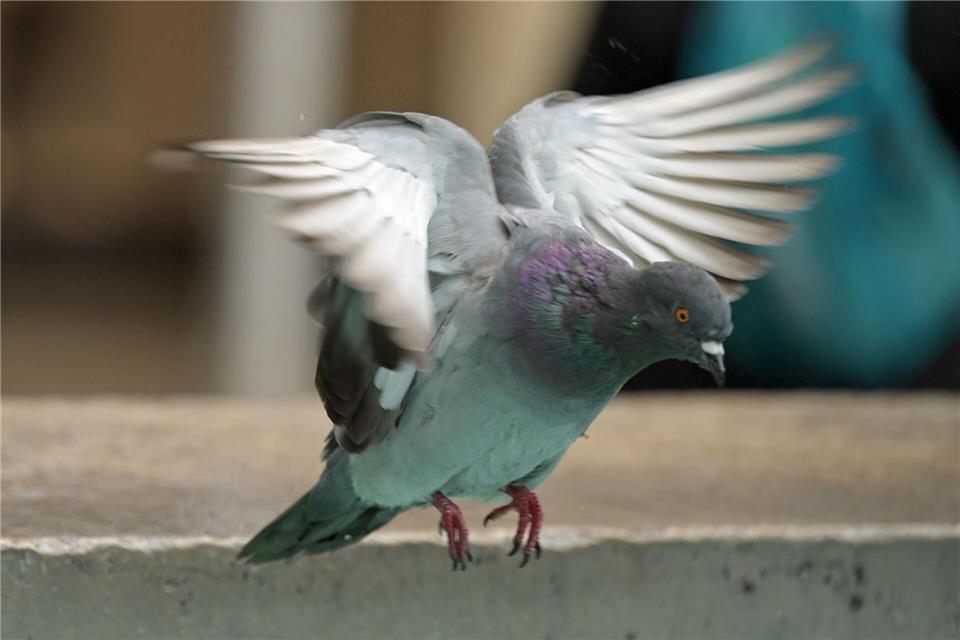 Mindestens 15 Tauben mussten gerettet werden. (Symbolbild)Malin Wunderlich/dpa