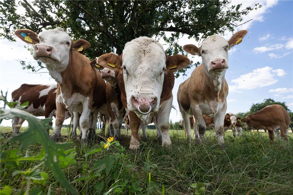 Mindestens drei Tiere wurden noch vor Ort getötet. (Symbolbild)Boris Roessler/dpa