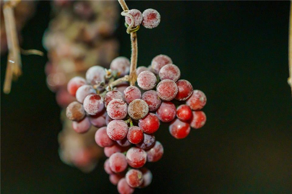 Mindestens minus sieben Grad sind Voraussetzung für die Eisweinlese.Andreas Arnold/dpa