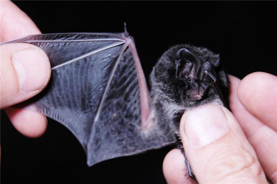 Mit 137 gezählten Mopsfledermäusen im Landkreis Fulda macht die Art dort inzwischen mehr als ein Viertel der überwinternden Fledermäuse aus. (Archivbild) Sebastian Willnow/dpa-Zentralbild/dpa