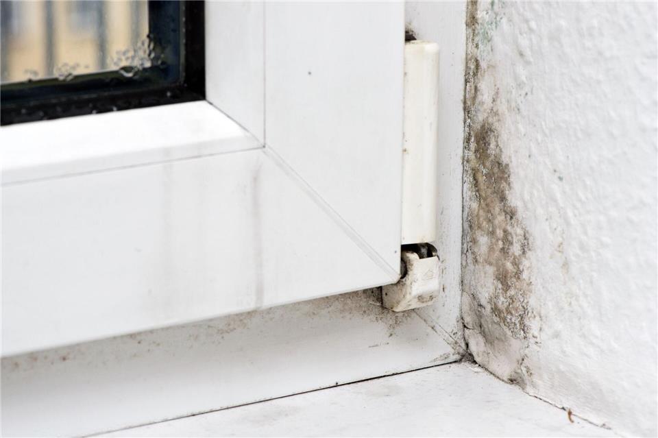 Mit 70-prozentigem Ethylalkohol soll sich kleinflächiger Schimmelpilz in der Wohnung beseitigen lassen.picture alliance/dpa/dpa-tmn