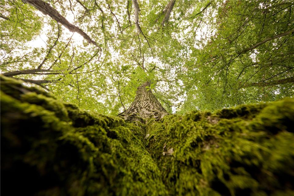 Mit 75 Prozent hat der saarländische Wald einen hohen Laubbaumanteil. Vor allem Eichen leiden aber unter blattfressenden Insekten. (Symbolbild) Julian Stratenschulte/dpa