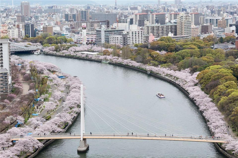 Mit Bäumen gesäumter Yodo-Fluss: Osaka während der Kirschblüte.Osaka Convention & Tourism Bureau/dpa-tmn