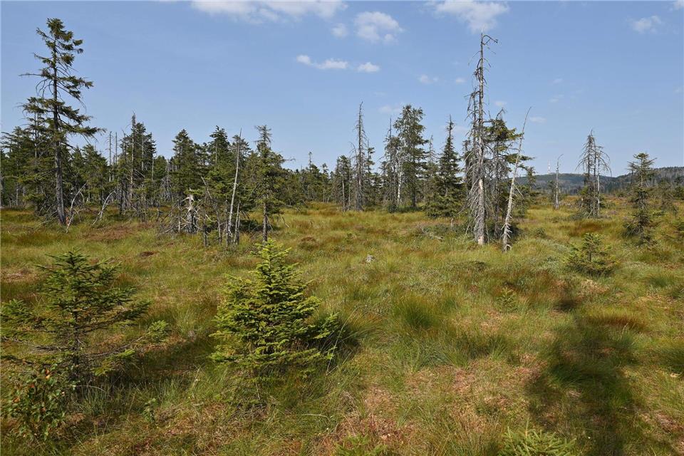 Mit Fotofallen und Aufnahmegeräte sollen auch in den Nationalparks Harz und Hainich für ein Porjekt Daten gesammelt werden, die mittels künstlicher Intelligenz ausgewertet werden sollen. (Symbolbild)Swen Pförtner/dpa