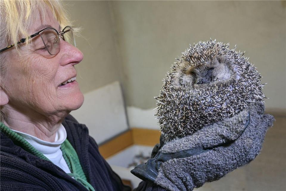 Mit Geduld und Futter bringt Giesel schwache Tiere durch den Winter. Heiko Rebsch/dpa