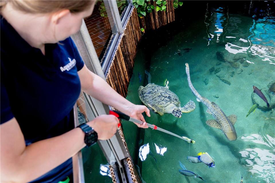 Meeresschildkröte Ernie teilt sich Aquarium-WG mit Haien Mit Haien im großen Haibecken des Aquariums Wilhelmshaven zu schwimmen, macht Meeresschildkröte Ernie nichts aus. Hauke-Christian Dittrich/dpa