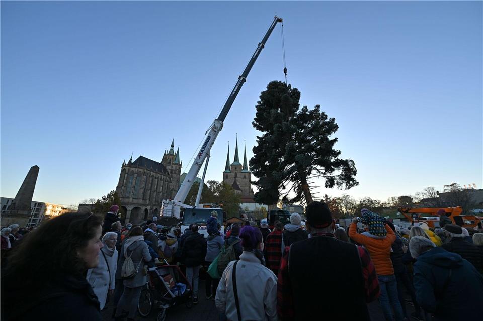 Mit Hilfe eines Krans wird der rund 50 Jahre alte Weihnachtsbaum auf dem Erfurter Domplatz aufgestllt.Martin Schutt/dpa