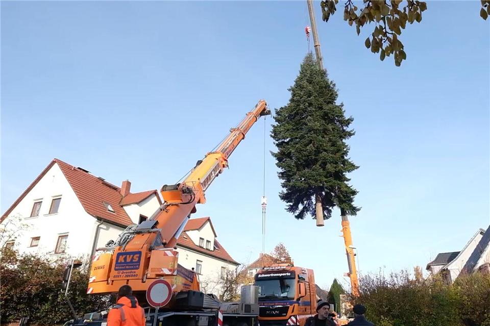 Veitchs Tanne ziert Dresdner Striezelmarkt Mit Hilfe eines Krans wurde der diesjährige Striezelmarktbaum auf einem Privatgrundstück gefällt und auf einen Schwerlasttransporter geladen.Sebastian Willnow/dpa