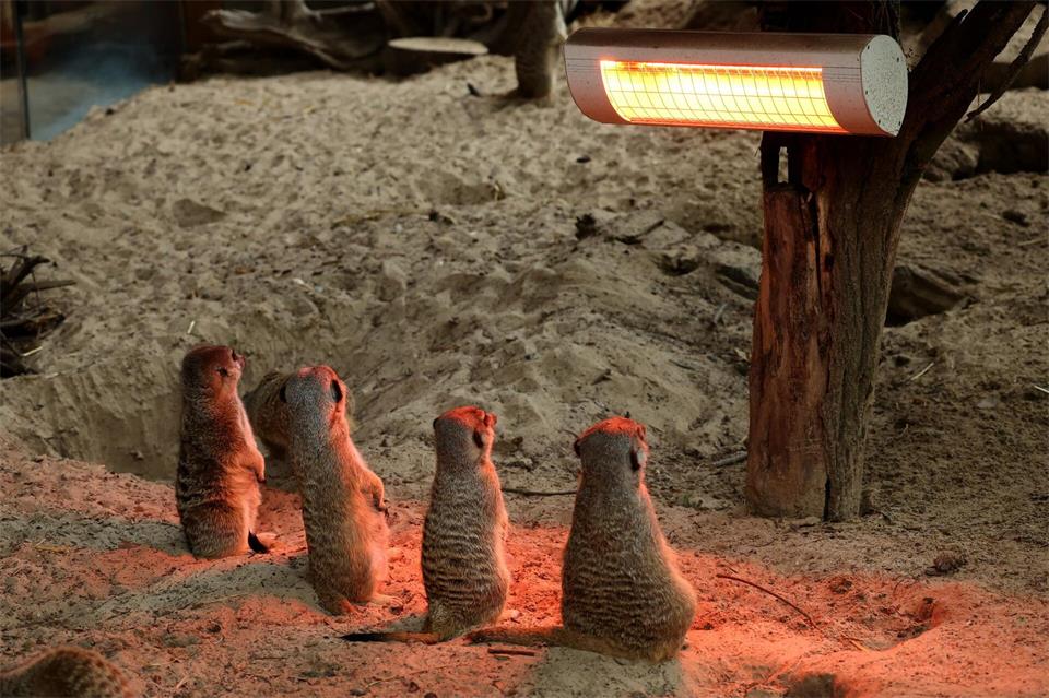 Mit Hilfe von Wärmelampen können Erdmännchen auch bei kühleren Temperaturen noch draußen sein. (Symbolbild)Bernd Wüstneck/dpa