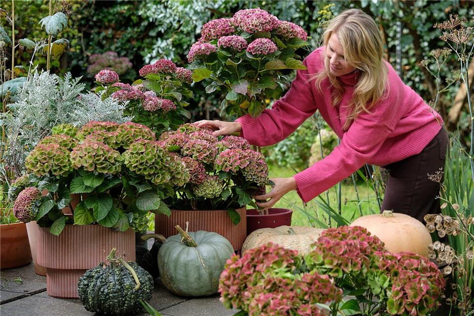Mit Kürbissen und Hortensien lässt sich im Eingangsbereich eine einladende Atmosphäre schaffen.Magical Hydrangea/dpa-tmn