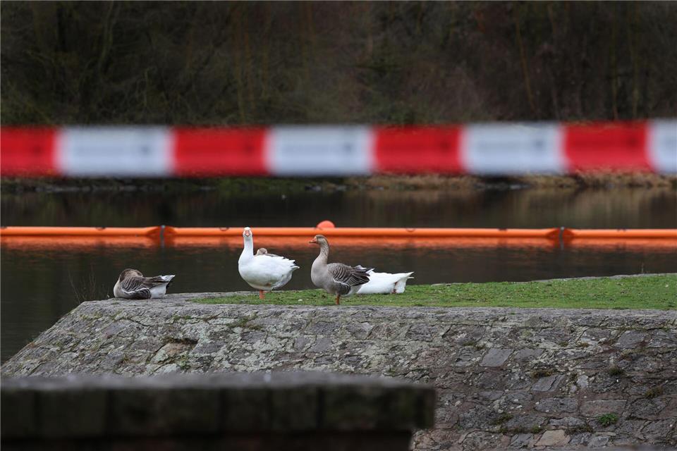 Mit Ölsperren wurde die Verbreitung des Dieselkraftstoffs im Main verhindert.Karl-Josef Hildenbrand/dpa