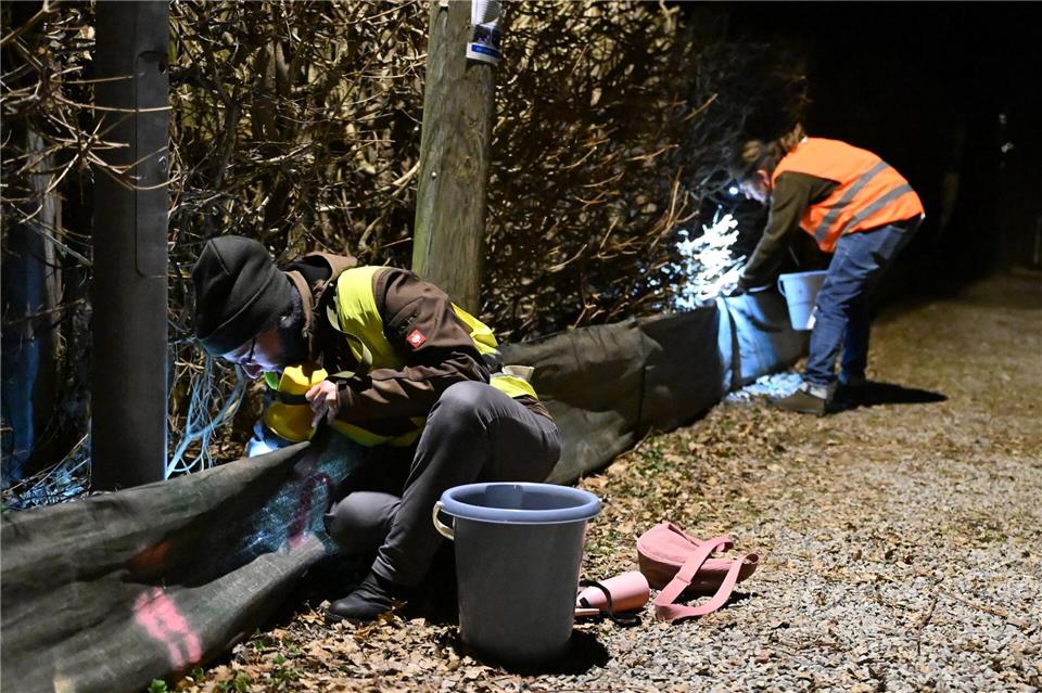 Mit Zäunen werden Molche, Kröten und Frösche von der Straße ferngehalten. Die Fangeimer müssen von Helfern morgens und abends geleert werden. David Hammersen/dpa