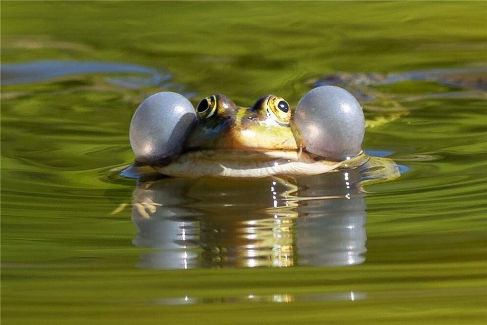 Mit dem Frühling startet das Leben im Teich – ein guter Zeitpunkt, erste Pflegeschritte zu machen.Soeren Stache/dpa-Zentralbild/dpa-tmn