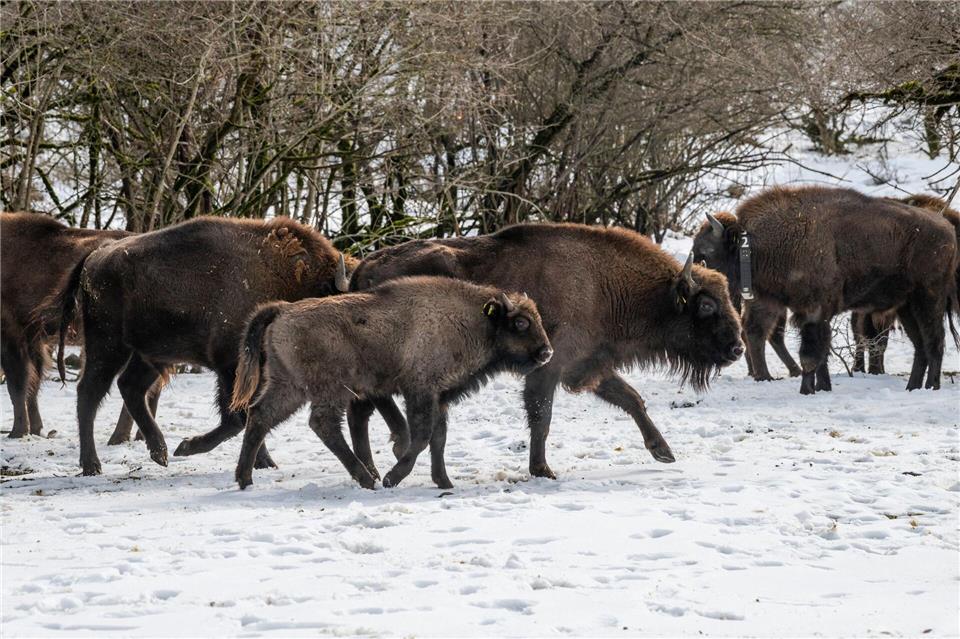 Mit dem Neuzuwachs aus Berlin und NRW leben in dem Nationalpark nun rund 90 Wisente (Handoutbilder).Emil Khalilov/Zoo Berlin/dpa