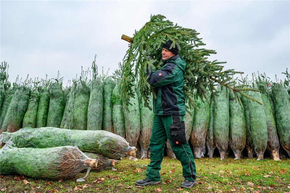 Mit dem Schlagen der ersten Tannen hat die Weihnachtsbaum-Saison in Brandenburg begonnen.Patrick Pleul/dpa