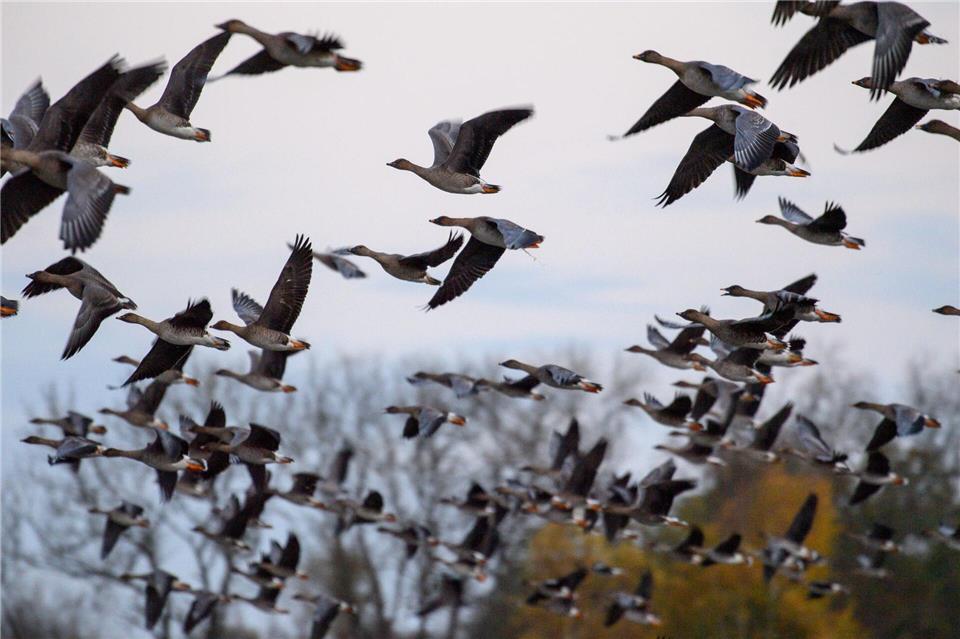 Mit dem Vogelzug erhöht sich alljährlich im Herbst die Gefahr, dass auch das Vogelgrippe-Virus eingeschleppt wird. (Symbolbild)Klaus-Dietmar Gabbert/dpa