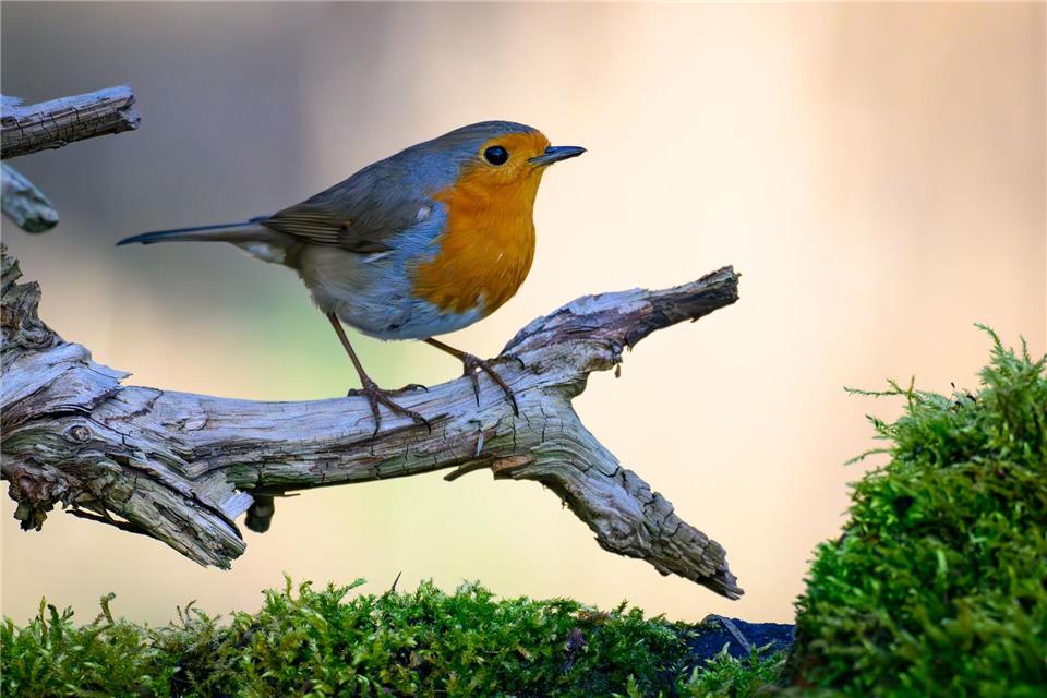 Mit den richtigen Pflanzen wird der Garten zum beliebten Treffpunkt für viele Vogelarten.picture alliance/dpa
