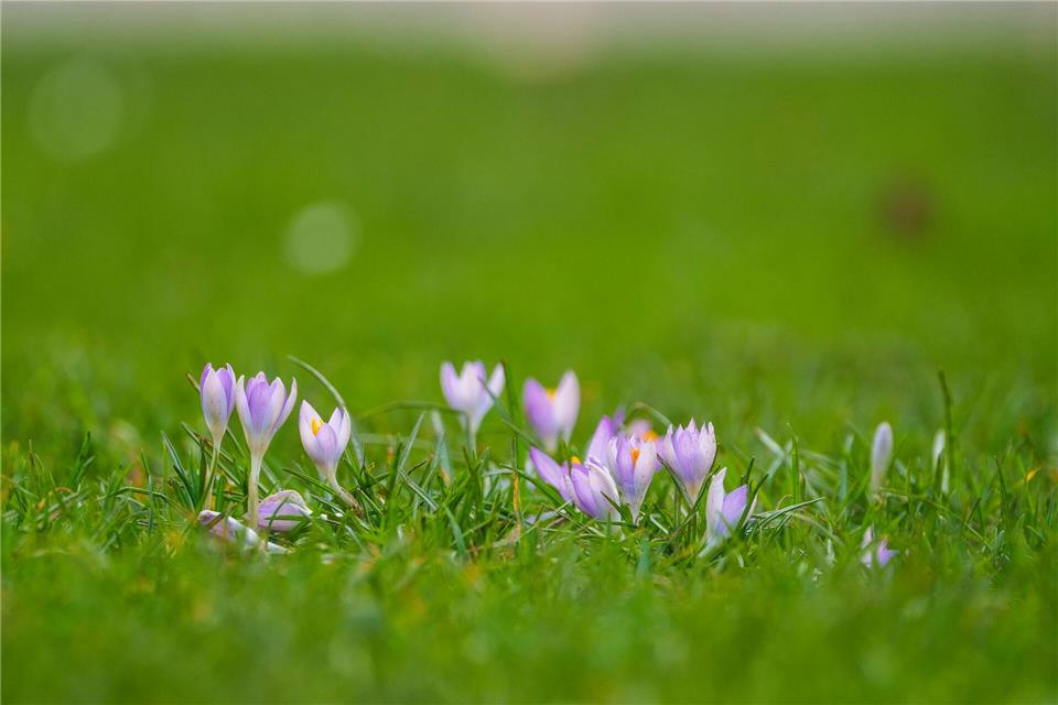 Mit den steigenden Temperaturen zeigen sich in Mainz auch die ersten Krokusse. (Symbolbild)Andreas Arnold/dpa