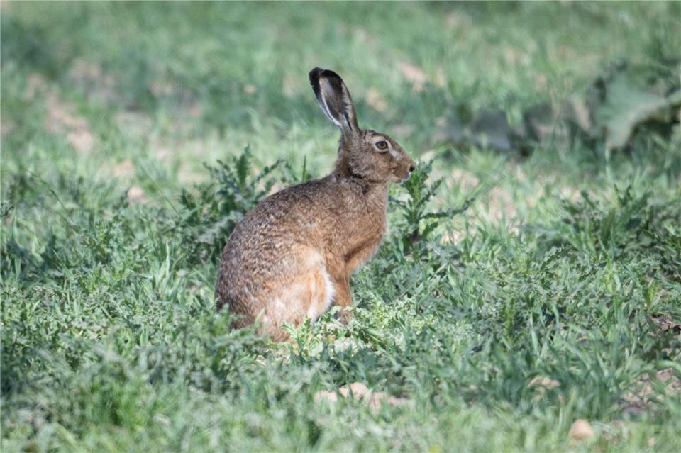 Mit der Smartphone-App „Wildtier-SOS“ kann auch herausgefunden werden, welches Tier vor einem sitzt. (Symbolbild)Boris Roessler/dpa
