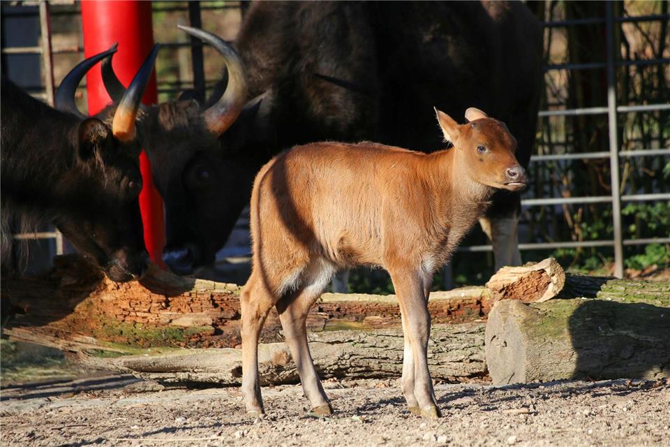 Mit der Zeit werden dem Jungtier noch markante Hörner wachsen.-/Zoo Berlin/dpa