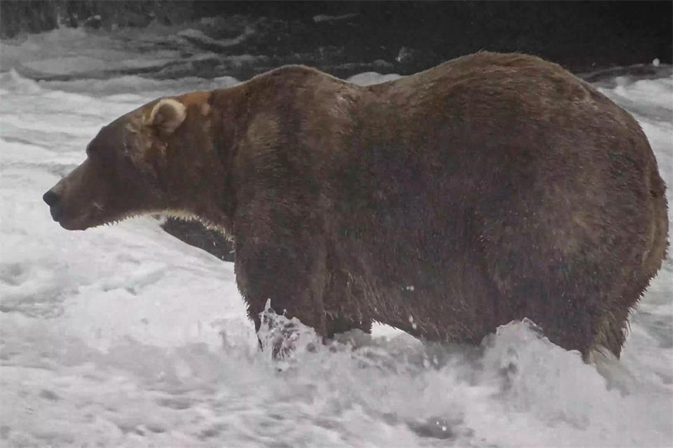 Mit dieser Leibesfülle hat Braunbär „Backpack“ den Siegertitel gewonnen. (Handout) C. Loberg/explore.org/dpa