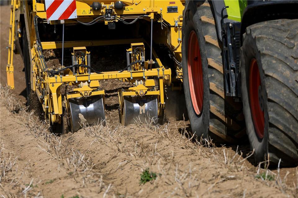 Mit durchschnittlichen Erträgen von rund 40 Tonnen je Hektar rechnet der sächsische Kartoffelverband.Jan Woitas/dpa