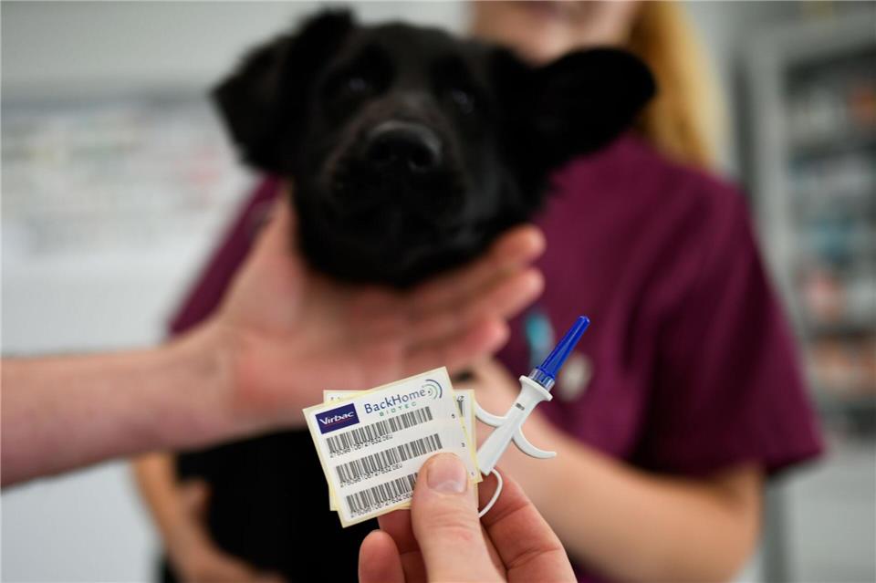Mit einem Chip können Hunde identifiziert und mit ihren Haltern vereint werden.picture alliance/dpa/dpa-tmn