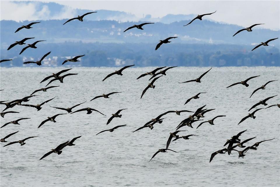 Mit einem Drohnen-Projekt soll die Zahl der Kormorane eingedämmt werden. (Symbolbild) Felix Kästle/dpa