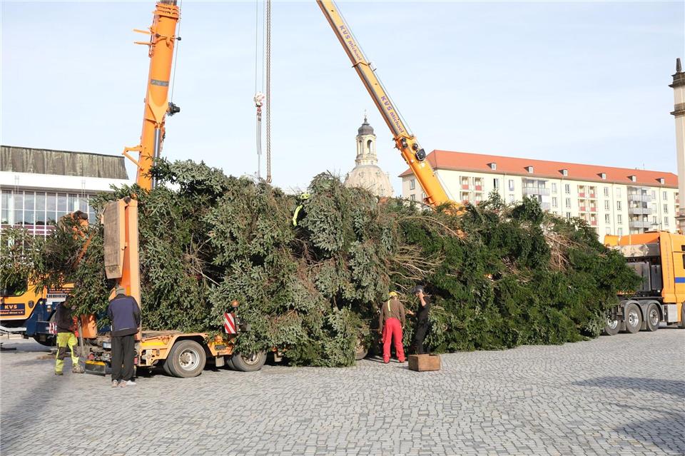 Veitchs Tanne ziert Dresdner Striezelmarkt Mit einem Transporter wurde die Tanne für den diesjährigen Striezelmarkt in die Dresdner Innnenstadt gebracht.Sebastian Willnow/dpa