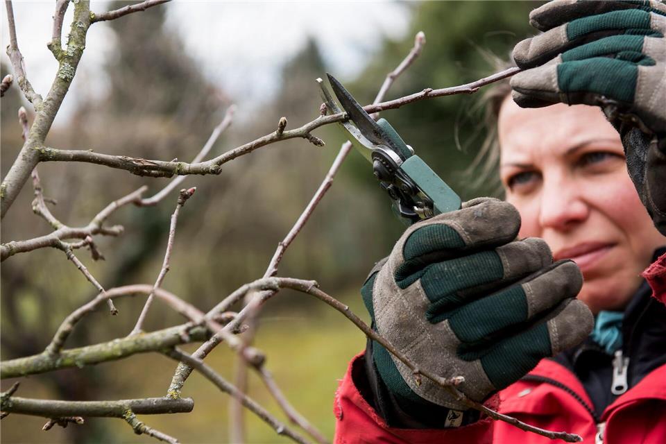Mit einem gezielten Schnitt im Spätwinter legt man die Basis für gesunde Apfelbäume und süße Früchte.Jens-Ulrich Koch/dpa-tmn