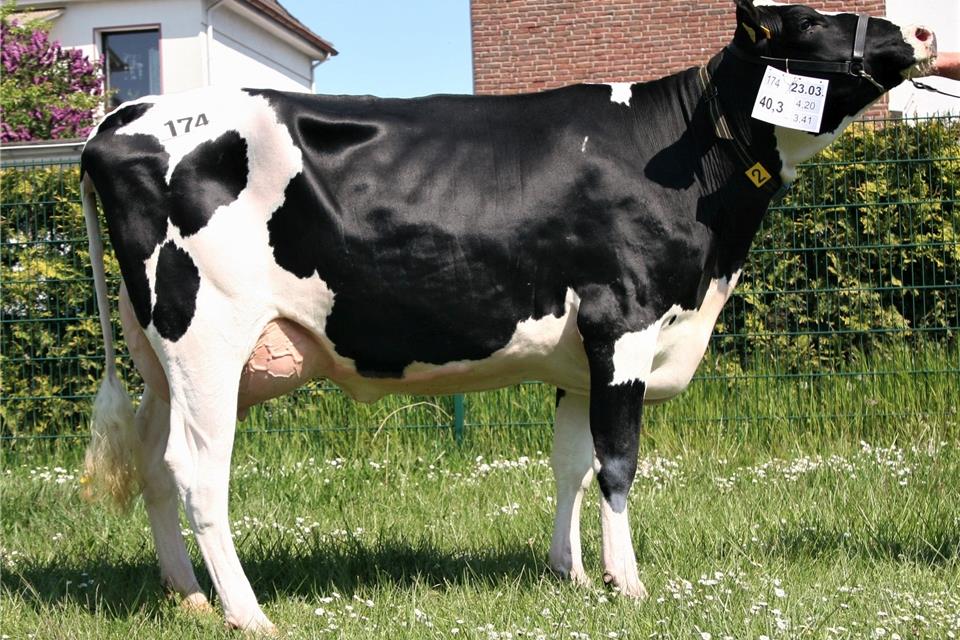 Mit einer Leistung von mehr als 40 Kilogramm Milch hat diese Kuh aus der Zucht der Grunewald-Olbing GbR aus Raesfeld die Auktions-Teilnehmer beeindruckt. Sie wird zukünftig im Kreis Gütersloh gemolken werden.