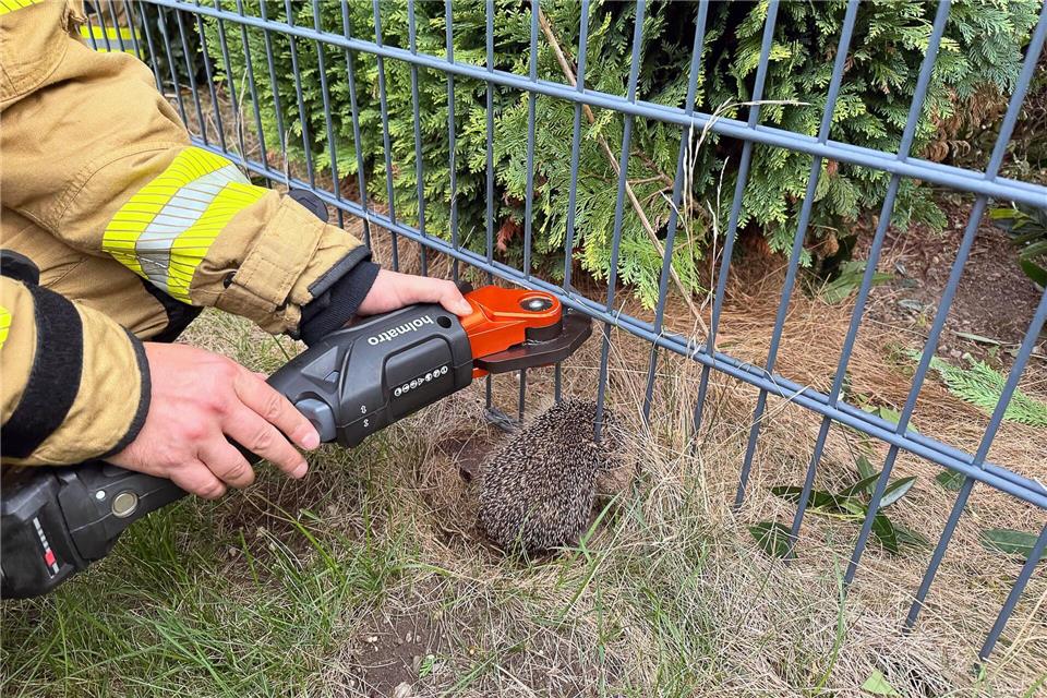 Mit einer Rettungszange befreite ein Feuerwehrmann den Igel aus dem Zaun.-/Feuerwehr Alpen/dpa